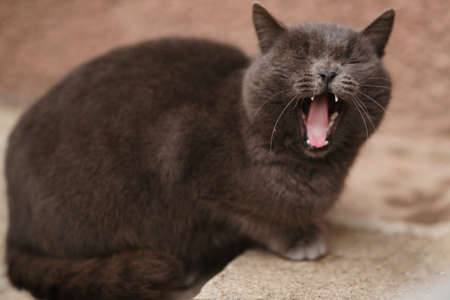 Portrait of a yawning or roaring gray British cat in the yard.の写真素材