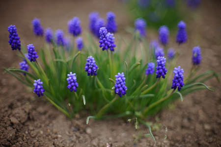 Blue grape hyacinths flowers with small round buds grow in spring garden.