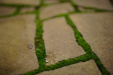 Old paved sidewalk made of brown wild stone with fresh green moss in the seams.