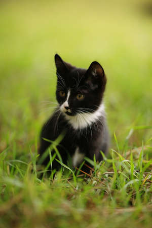 Black and white kitten rest in the green grass.の写真素材