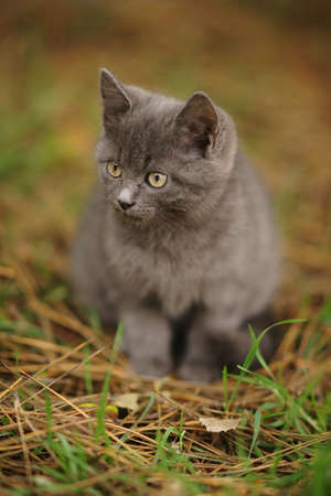 Black and white kitten resting on the green grass.の写真素材