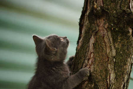 Gray fluffy kitten climbing on a tree trunk in the garden.