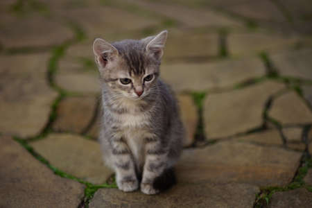 Grey kitten sitting on a wild stone floor with green moss in seams.の写真素材