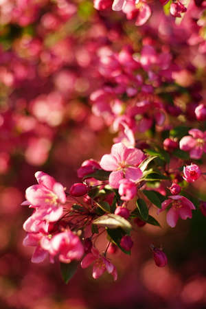Pink little flowers on a blooming tree on a spring sunny day. Floral cardの写真素材