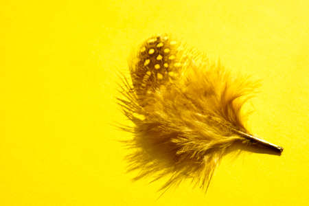 Yellow bird feather on a sunny table. Art card.の写真素材