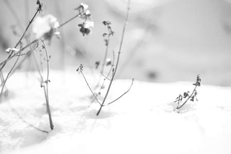 Dry grasses grows on a white snow. BW photoの写真素材