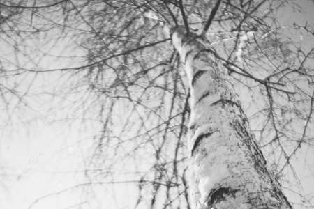 Birch tree. Closeup trunk and bare branches in sky. BW photo.の写真素材