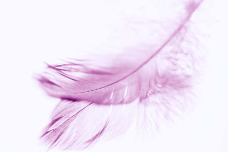 Purple bird feather on the mirror table. Art card.の写真素材