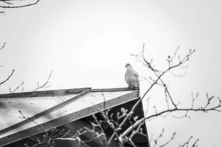 pigeon bird sitting on the roof of the dovecote, bw photo.