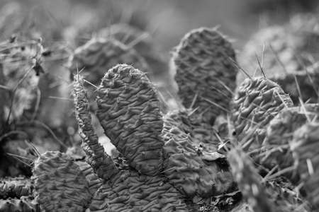 Cactus field landscape closeup. Cultivation of cacti. Garden of flower. BW photo.の写真素材
