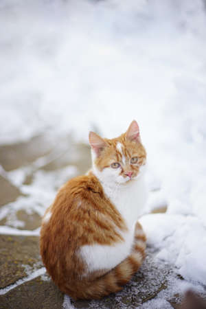 Young ginger white kitten sits on a snowy pavement.の写真素材