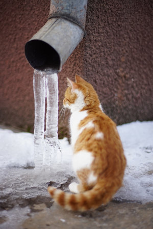 Young ginger white kitten walk near drainpipe on the corner of the houseの写真素材
