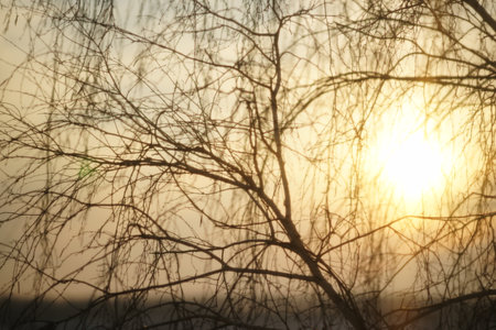 The evening sun shines through the bare branches of a birch treeの写真素材