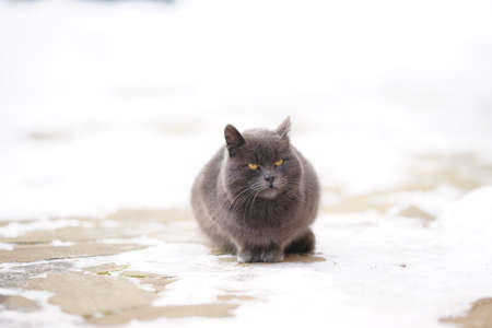 Big grey british cat sits on a snowy pavement in winter day.の写真素材