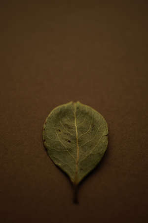 Round dry bay leaf on the brown table.