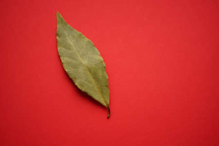 Green dry bay leaf on the vivid red table. Copy space.の写真素材
