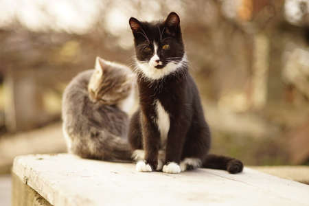 Black and white young kitten resting in spring garden