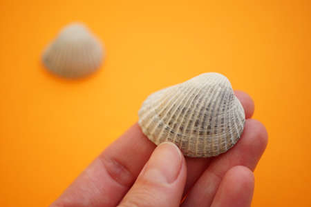 Grey seashell in human fingers on an orange background.