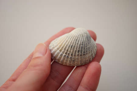 Gray seashell in human fingers on an grey background.の写真素材