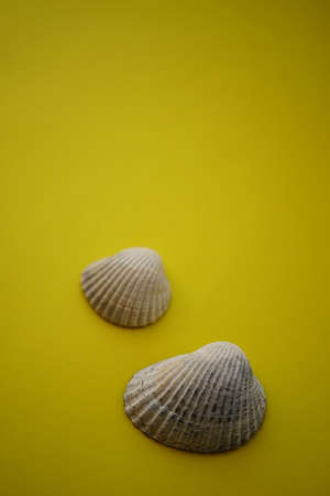 Two white grey seashells on an olive table.の写真素材