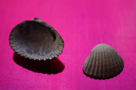 Two white grey seashells on an vivid pink table.