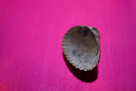 Grey seashell on a vivid pink table. Art card.