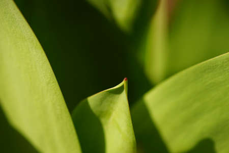 Fresh green young tulip leaves grow in the spring garden, side view.の写真素材