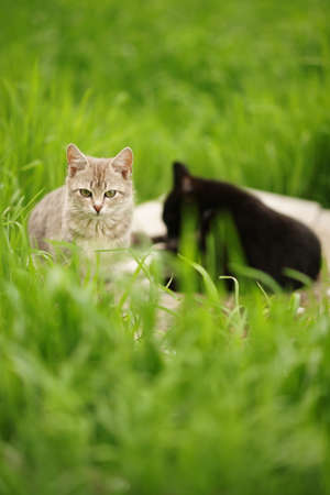 Grey kitty rest in vivid green grass on a spring day.の写真素材