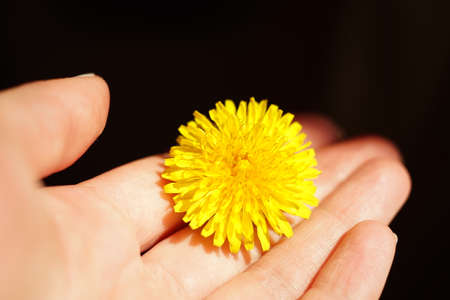 Yellow dandelion flower in female palm.
