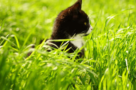 Black white cat rest in vivid green grass on a spring day.の写真素材