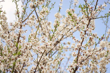 Blooming almond tree in white flowers on pale blue sky background.