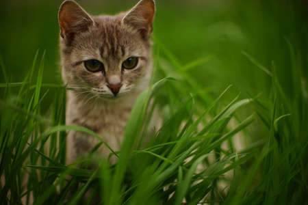 A tortoiseshell young cat sits in tall green grass in a spring garden.