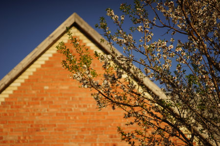 Blooming almond tree with white flowers on the background of the roof under the blue sky.の写真素材