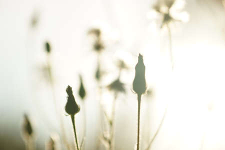 Floral art card. Blurred pollen flowers grow in the field with warm sunset lightの写真素材