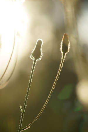 Closed dandelion flowers grow in the field with warm sunset lightの写真素材