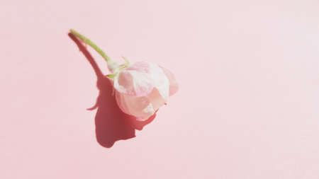 Beautiful fresh flower of apple tree on sunny pink table.の写真素材