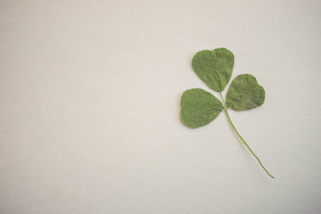 One green clover on white table, copy space