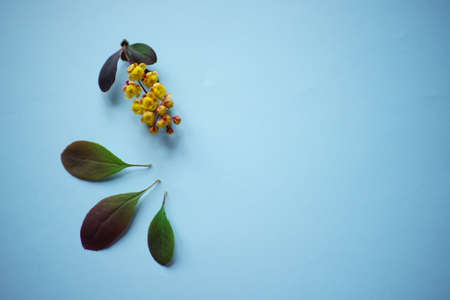 Fresh branch of barberry with yellow flowers and green leaves on pale blue table, copy space.の写真素材