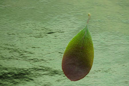 Fresh barberry leaf on deep blue table.