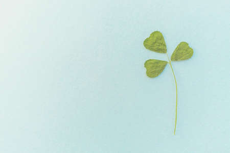 One dry green clover herb on blue table, copy space.