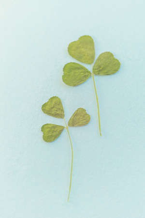 Two dry green clovers plants on blue table.の写真素材