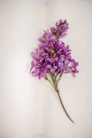 Branch of lilac bush on the spread of a blank book.の写真素材