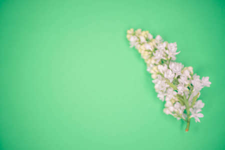 Fresh branch of lilac bush with white flowers on the green table, copy space.