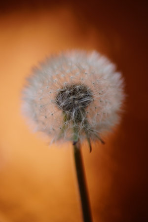 Fluffy dandelion flower on shiny dark brown background.