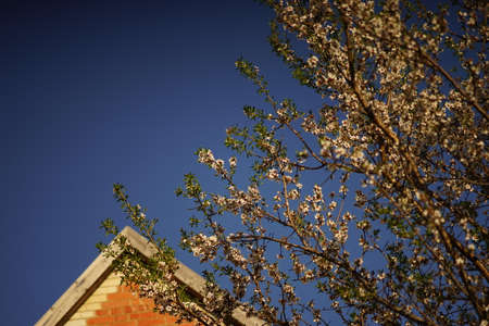 Flowering almond tree with white flowers on the background of the roof under the blue sky.