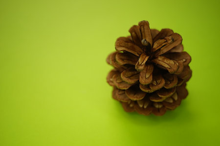 Brown open pine cone on a green table.