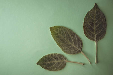 Three apple tree green leaves on the table.の写真素材