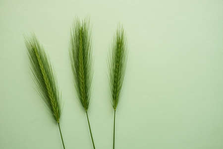 Botanical floral composition with three green herbs on pale green table. art card. top view. copyspace.の写真素材