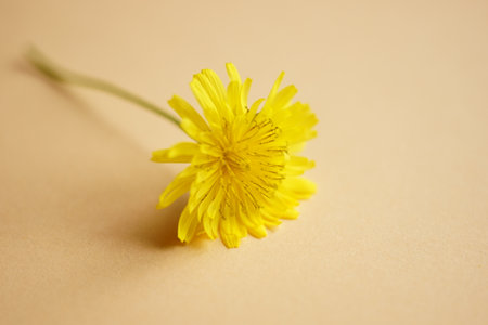 Yellow flower on the orange table, art card.の写真素材