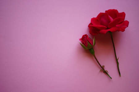 Two pink rose flowers on the pink table, copy space.の写真素材